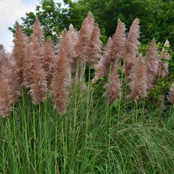 Cortaderia 'Pink Feather' 3L