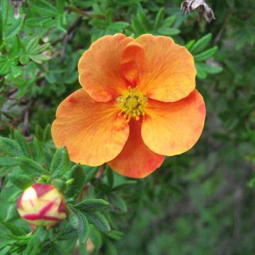 Potentilla Orange flower