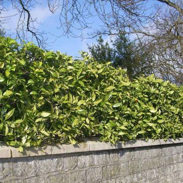 Aucuba japonica 'Crotonifolia' hedging