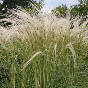 Stipa tenuissima 'Pony Tails' Grass 2L Pot