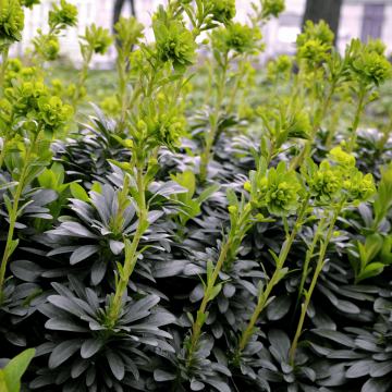 Euphorbia amygdaloides var. Robbie