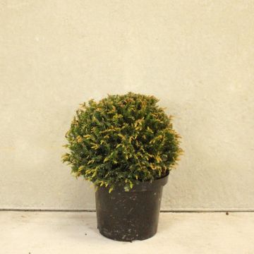 Topiary Ball 40/45cm 10L English Yew (Taxus baccata) 
