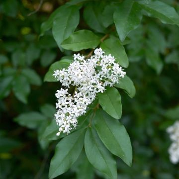Wild Privet (Ligustrum vulgare) Flowers