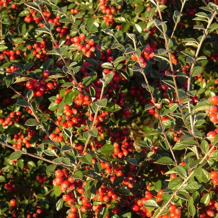 Cotoneaster lacteus Hedge main product photo