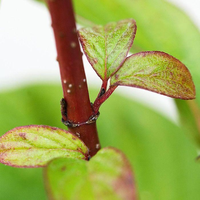 Vivid Red Stemmed Dogwood Hedge main product photo